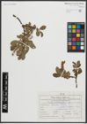 Foto von Salix arbuscula L.